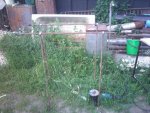 IMG0242.jpg