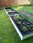 грядка.jpg